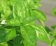 How To Keep Basil Fresh